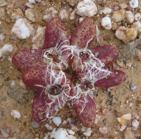 Diplosoma retroversum flowers dead